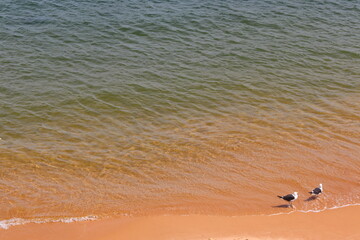 aves buzios rio de janeiro