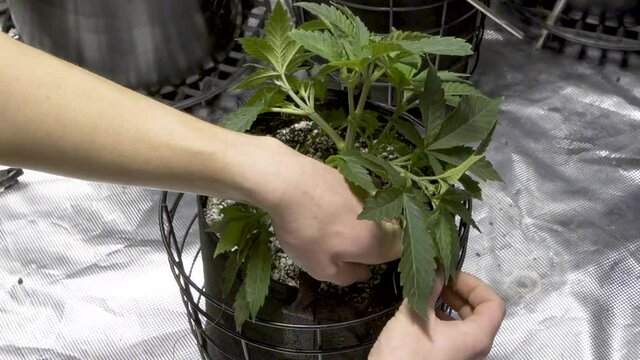 Tying Branches And Canopy Of Cannabis Plant By String Applying Low Stress Training Technique (LST) - time lapse
