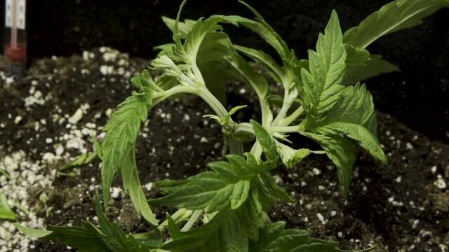 Person Fimming Cannabis Growing In Garden - High Stress Training Technique (HST). - close up