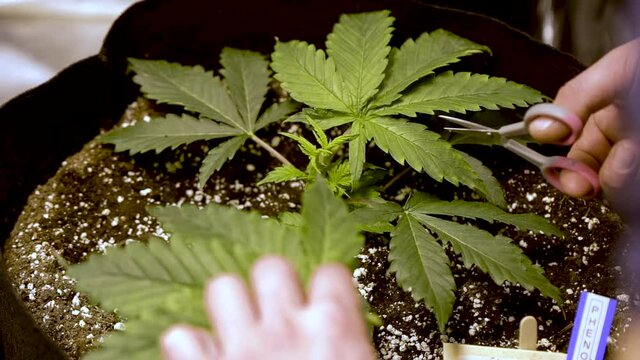 Cutting Fresh Green Leaf Of Marijuana On Pot With Scissors. - close up shot