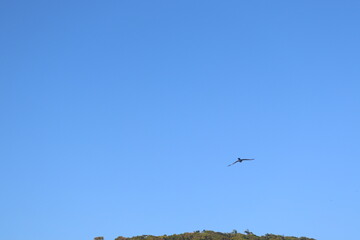 aves buzios rio de janeiro