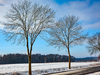 trees in winter