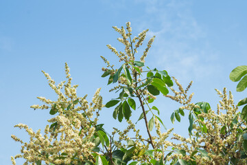 Bouquet of longan flowers that are beginning to bloom on the tree,In season with sky background