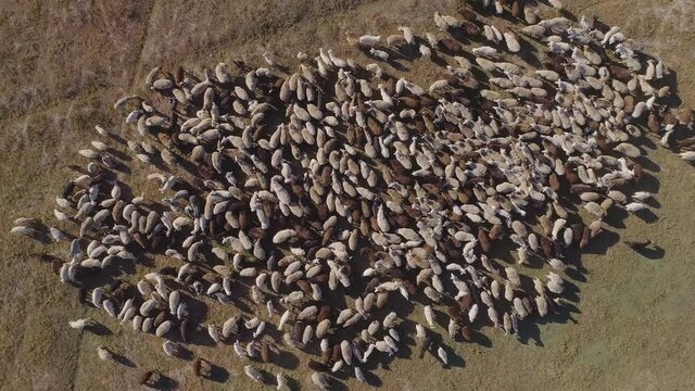 Aerial drone shot flying over a flock of sheep walking on a field on a hot summer day in Kazakhstan. Sunny day, low attitude flight, nice view, sheep graze