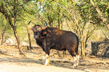 TORO SALVAJE.TORO AFRICANO.EN LA SOMBRA.