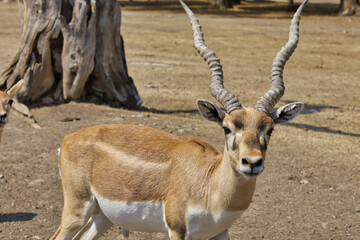 ANTILOPES PASEO RETRATO.GASELA.MAMIFERO.ERVIVORO.TOMSOM.FAUNA.ZOOLIJICO
