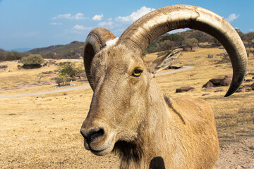 CARNERO MACHO.CARNERO DOCIL.CARNEROS.
