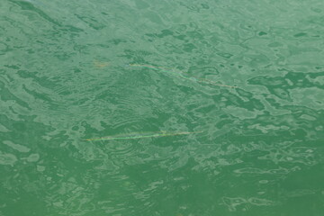 peixes búzios rio de janeiro