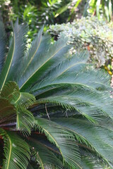 plantas cactos bromelias buzios rio de janeiro