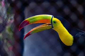 TUCAN PECHO AMARILLO AVE TROPICAL.EXOTICAS.BELLESA.COLORES.ZOOLOJICOTUVAN MACHO.COLORES EXOTICOS. © TIOWICHO
