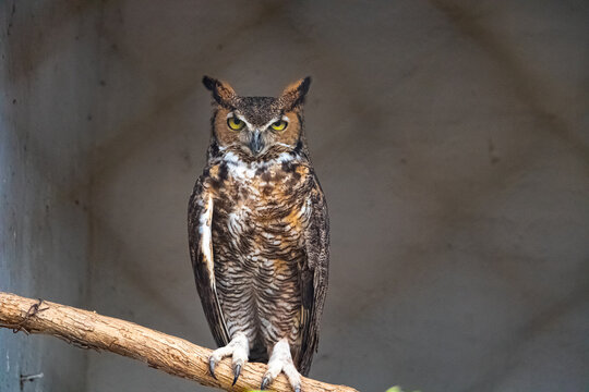 BUO .AVE NOCTURNA.RAPAS.AVE EN EXIVICION.