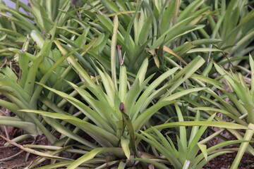 plantas cactos bromelias buzios rio de janeiro