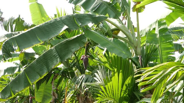 Full view of banana trees orchard, Banana trees close shot