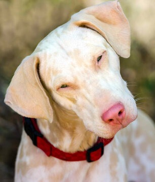 Dog White Albino Curious