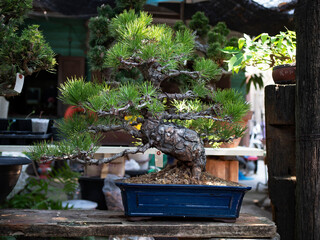 Bonsai Japanese Black pine in Garden.