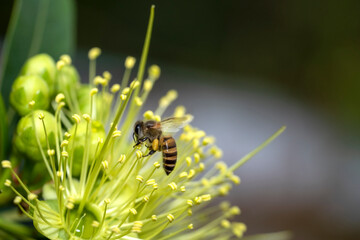 Bee collecting pollen at yellow flower, Bee flying over the yellow flower in natural green blur background.
