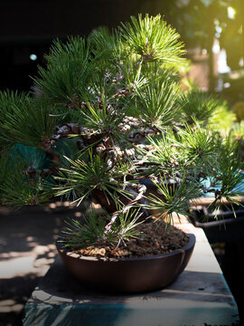 Bonsai Japanese Black pine in Garden.