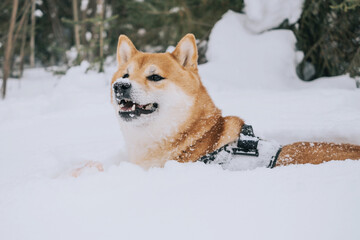 A Shiba Inu dog actively walks through the winter forest. The concept of walking with pets in the forest.