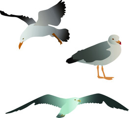 Illustration set of seagulls wildlife
