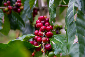 Granos de café madurando en un árbol, campos de jarabacoa republica dominiana