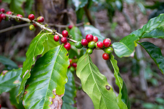 Granos de caf&eacute; madurando en un &aacute;rbol, campos de jarabacoa republica dominiana