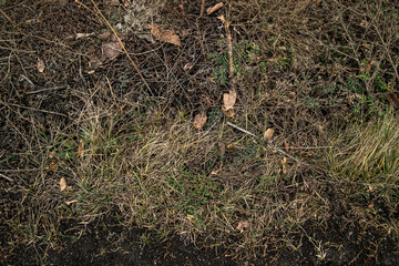 Soil. Ground texture. Soil background. Abstract nature pattern. Autumn. Green Grass