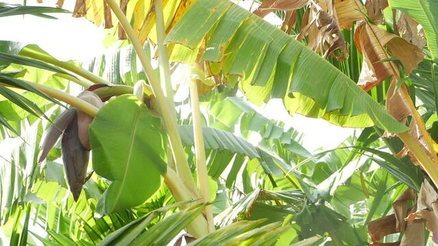 Close up shot of banana tree with green leaves
