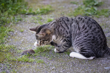 Gray striped young cat catches a mouse in the yard
