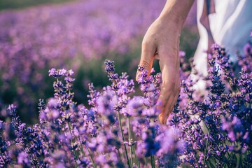 Close up on hand of happy young woman in white dress on blooming fragrant lavender fields with...