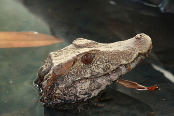 Kroko