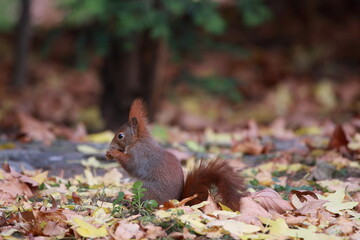 Eichhörnchen