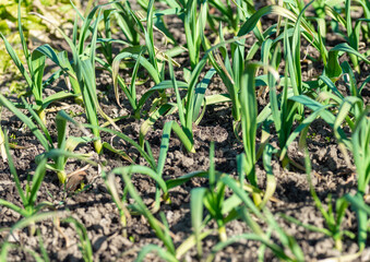 Young garlic (Allium sativum) plant growing in the garden close up. Detail.