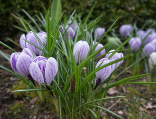 Vivid and attractive crocus flowers in the garden close up. 