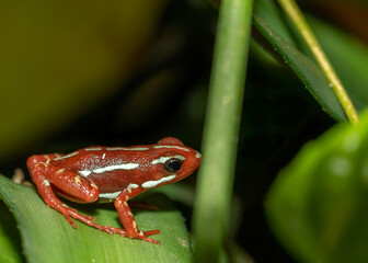 frog on a leaf