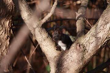 Eichhörnchen