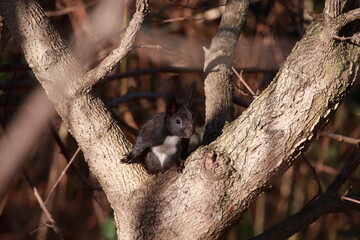 Eichhörnchen