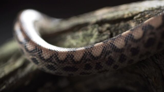 The skin of a brown snake is extremely close-up. The snake crawls forward. Scales and texture of snakeskin
