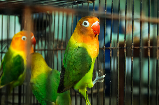 parrot in cage