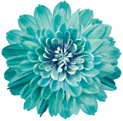  Flower turquoise chrysanthemum on a white  isolated background with clipping path. Close-up. Flowers on the stem. Nature.
