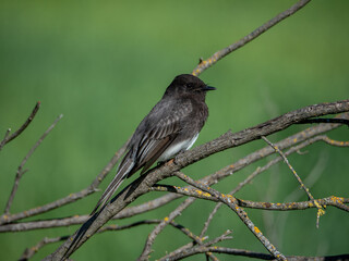 Black Phoebe