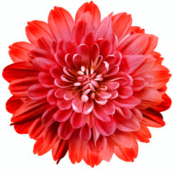 Obraz premium Red flower chrysanthemum on white isolated background with clipping path. Close-up. Flowers on the stem. Nature.