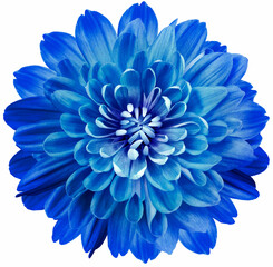 Obraz premium flower blue chrysanthemum . Flower isolated on a white background. No shadows with clipping path. Close-up. Nature.
