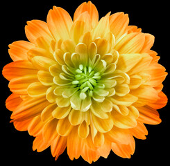 flower  yellow chrysanthemum . Flower isolated on the black background. No shadows with clipping path. Close-up. Nature. - obrazy, fototapety, plakaty