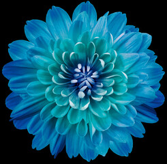 Obraz na płótnie Canvas Blue-turquoise flower chrysanthemum on the black isolated background with clipping path. Close-up. Flowers on the stem. Nature.
