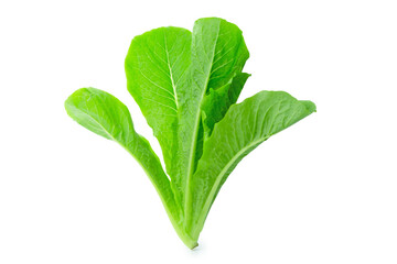 fresh green Lettuce vegetable  isolated on white background