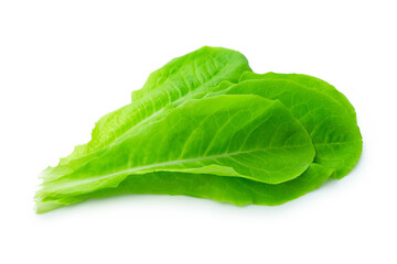 fresh green Lettuce vegetable  isolated on white background