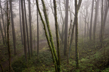 Trail winding through the moss-covered Pacific Northwest temperate rainforest in the early morning fog.