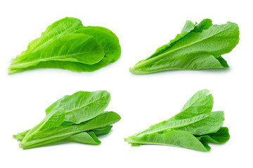 Fototapeta premium fresh green Lettuce vegetable isolated on white background