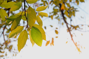 leaf on tree with sunrise for nature