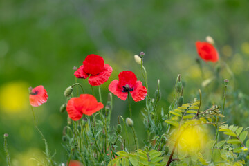 Fresh beautiful pink poppies.